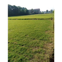 益阳马尼拉草坪，益阳马尼拉草