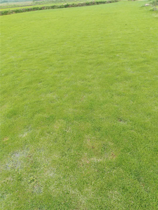 湖南马尼拉草皮，湖南马尼拉草坪