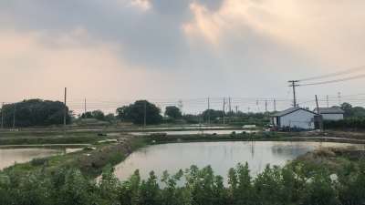 浙江黑鱼苗价格_分期付款途中死伤我们承担 