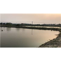 黑鱼苗多少钱一斤_浙江黑鱼苗价格 