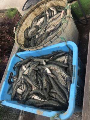 黒鱼苗哪里有_黑鱼苗出售 