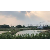 浙江黑鱼苗价格_分期付款途中死伤我们承担 
