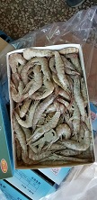 白虾养殖场 