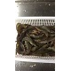 优质大虾供应 