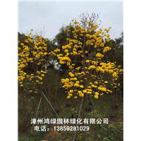 漳州黄花风铃木
