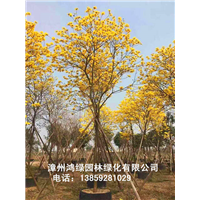 黄花风铃木