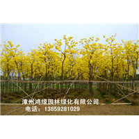 福建黄花风铃木