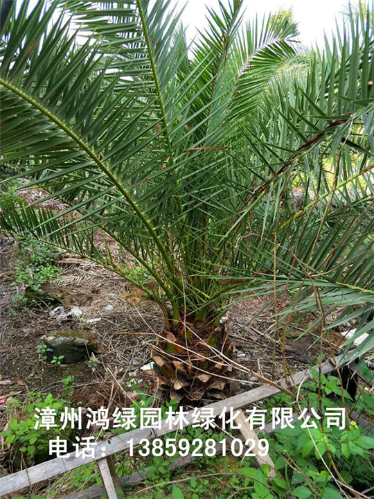 福建加拿利海枣 