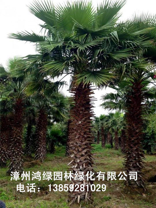老人葵