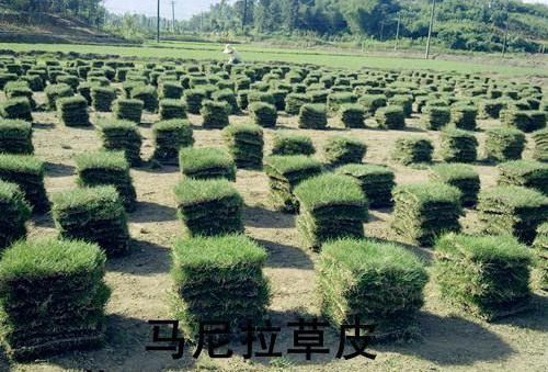 成都草皮基地 