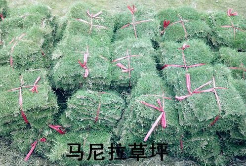 （成都绿化草皮） 成都草皮种植基地 
