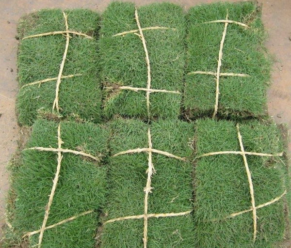 成都草皮-成都尼拉草皮价格-成都马尼拉草坪 