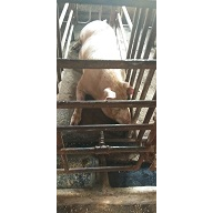 巴马香猪 