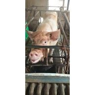 晨龙种猪养殖 