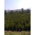 黑松 