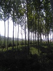 树木盆景 