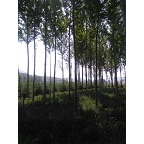 树木盆景