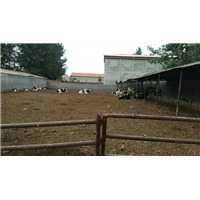 肉牛 