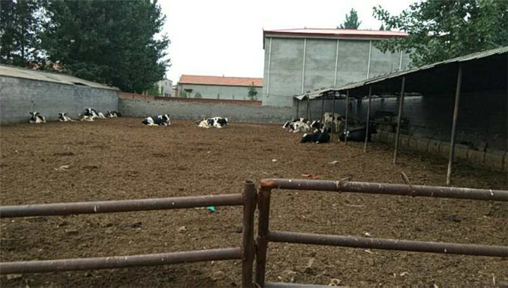 肉牛繁殖 