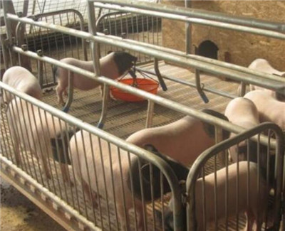 巴马香猪猪肉价格_占地200亩的商品猪放养基地 