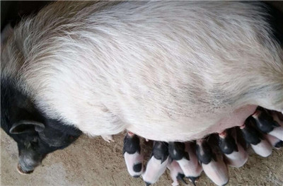 黑猪价格_种猪的运送 