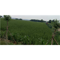桔梗种植 