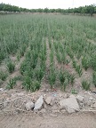 润利苍术种植 