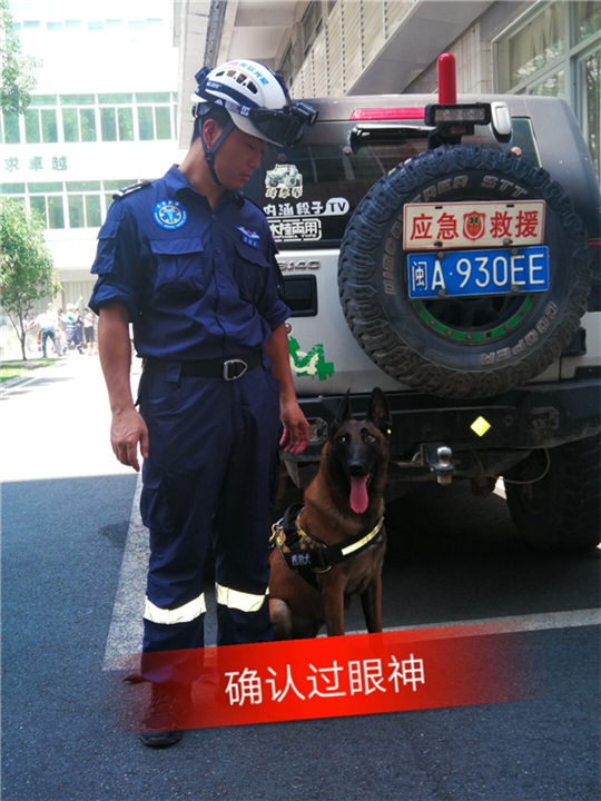 福州狗狗训练电话