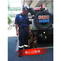 福州狗狗训练电话