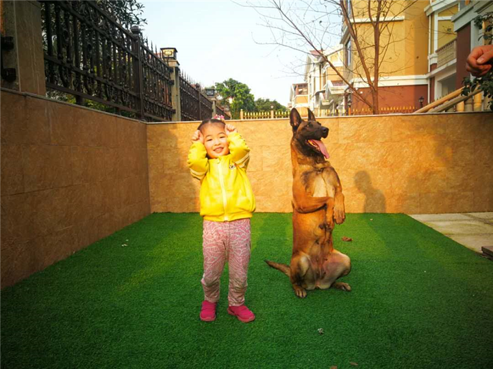 福州宠物犬寄养