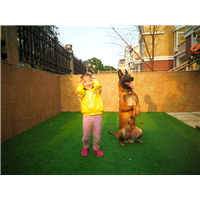 福州宠物犬寄养