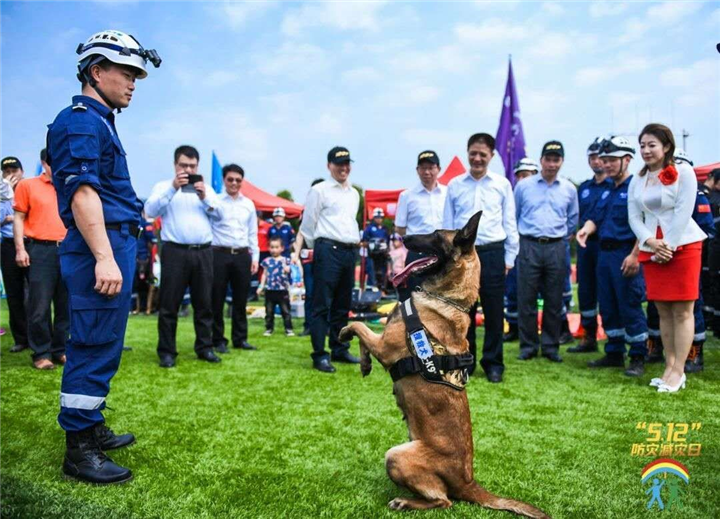 福州宠物犬寄养训练