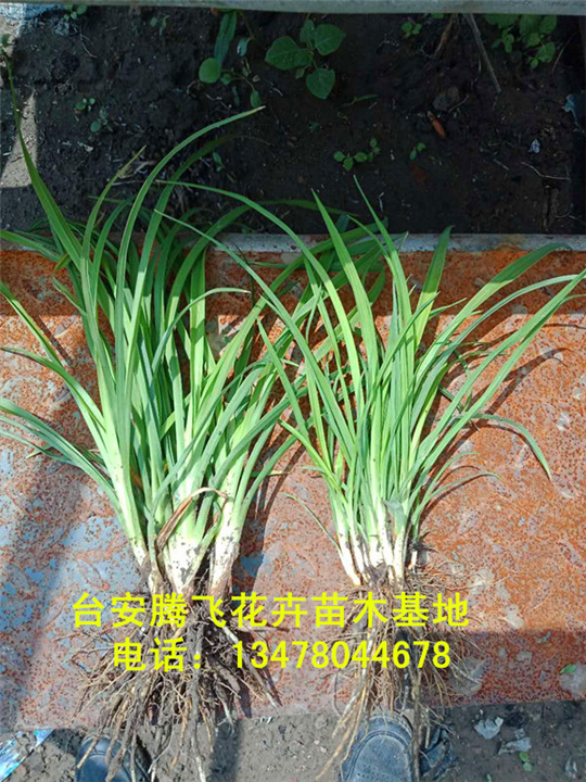 红花萱草 