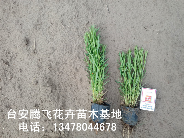 五彩石竹杯苗 