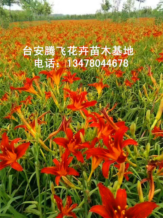 辽宁红花萱草基地 
