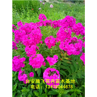 东北福禄考 