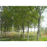 山东优质白蜡基地