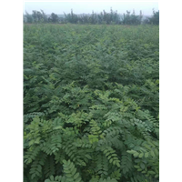 山西刺槐苗批发价格 