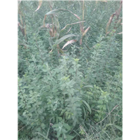 连翘苗多少钱一棵 