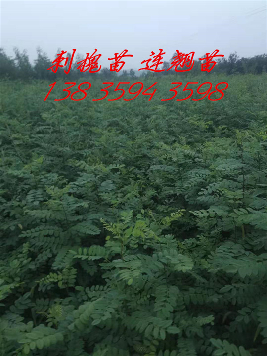 刺槐苗 
