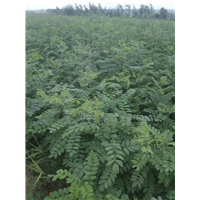 刺槐苗批发价格 