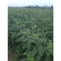 刺槐苗种植基地