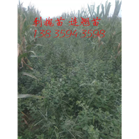二年连翘苗 