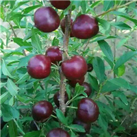 钙果苗种植基地