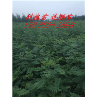刺槐苗