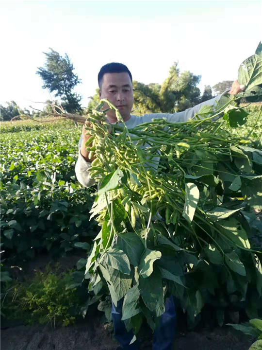 粮食 