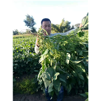 粮食