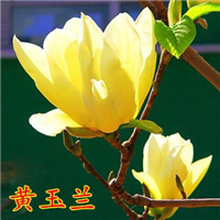 黄玉兰