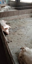 吉泽活猪 