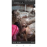 香猪出售 